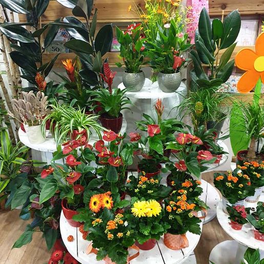 Geschäft von Steffi's Blumenwelt